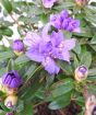 Dwarf Rhododendron