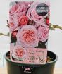 Home Florist Roses