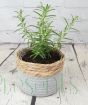 Rosemary plants for remembrance