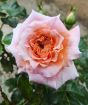 Peachy pink rose