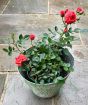 Happy Birthday Roses     