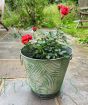 Patio Rose