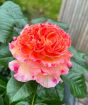 Patio Rose              