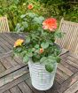 Patio Rose              