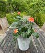 Patio Rose Designer sunset