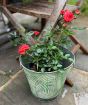 Patio Rose              