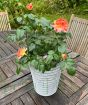 Patio Rose              