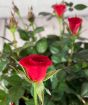 Pot of Miniature Red Roses