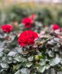 Pot of Miniature Red Roses