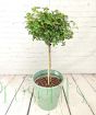 Rose topiary