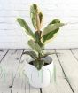 Variegated Rubber plant in white ceramic