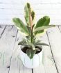 Variegated Rubber plant with new growth