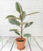 Rubber Plant