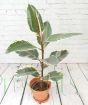 Rubber Plant Varigated