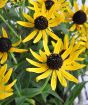 Rudbeckia Flowers