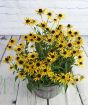 Rudbeckia