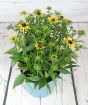 Rudbekia flowering