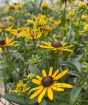 Rudbekia flowers