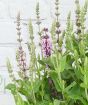 Salvia Pink Sensation flowers