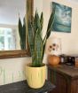 Sanseveria
