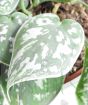 Close up of satin pothos foliage