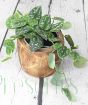 Satin Pothos