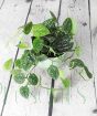 Satin Pothos