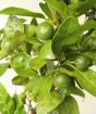 Satsuma Gift Plant