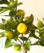 Ripening Satsuma fruit