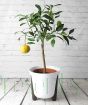Satsuma Tree in White Frida Pot