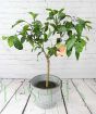 Satsuma Tree
