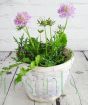 pink Scabious pincushion plant