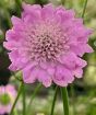 Scabious 'Pink Mist'