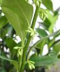 scented box buds