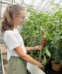 Scotch Bonnet Chilli     