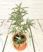 Sea Buckthorn