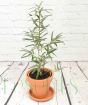 Sea Buckthorn