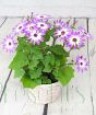 purple senetti