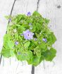 Senetti from above