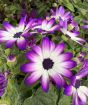Senetti