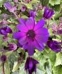 Senetti