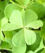 Closeup of Shamrock leaf