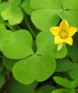 Shamrock leaf and flower