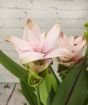 Pale pink Siam tulip close up