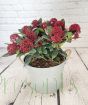 Skimmia Red Dwarf