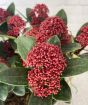 Close up of skimmia buds
