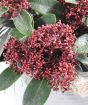 Close up of Skimmia Red Dwarf buds