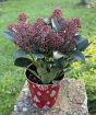 Skimmia