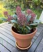 Skimmia plant