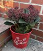 Skimmia
